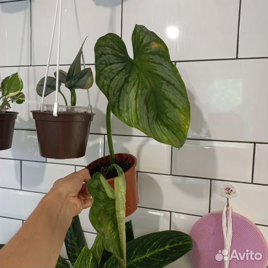 Филодендрон мамей