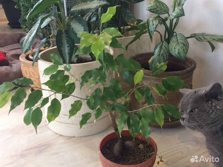 Фикус бенджамина Голден Моник