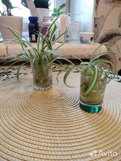 Хлорофитум кучерявый и простой