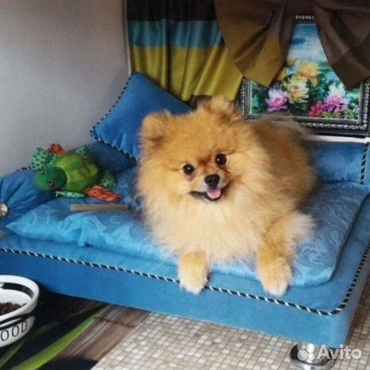 Зоогостиница. Передержка кошек и собак официально