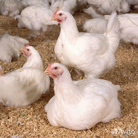 Саракташский Птицекомплекс (инкубатор)