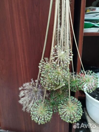 Сухоцветы для творчества