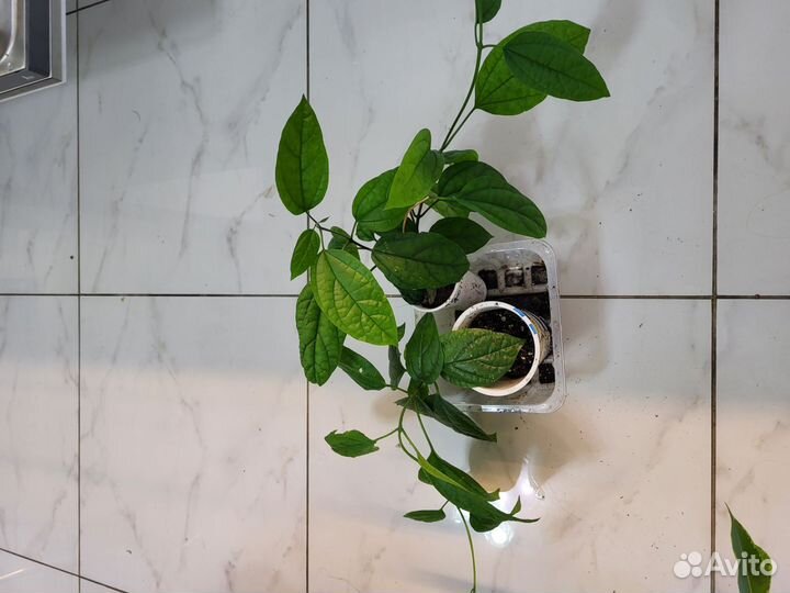 Бегония, фикус, клеродендрум Томпсона, орхидея