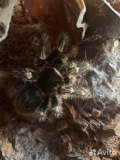 Паук птицеед