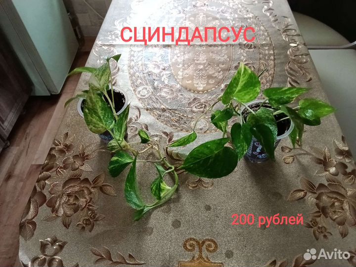 Комнатные цветы