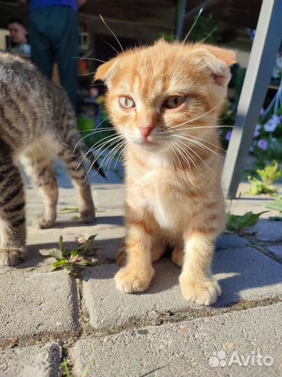 Котенок вислоухий