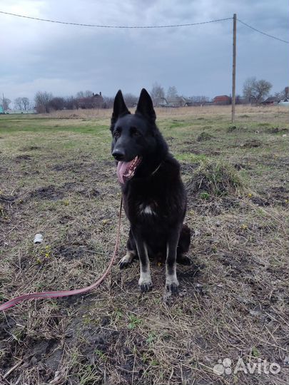 Передержка животных (собак) Гостиница для животных