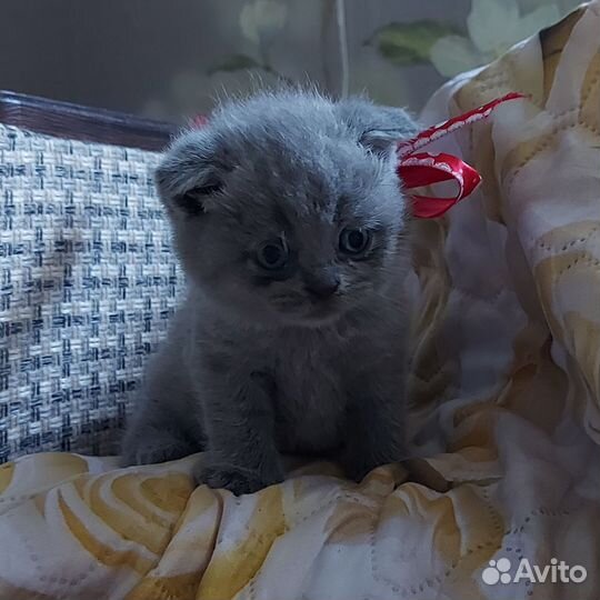 Шотландская вислоухая