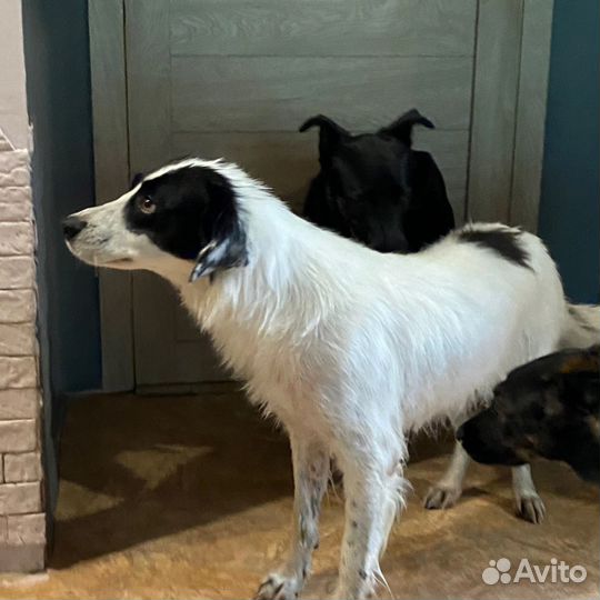 Собака - компаньон Таша