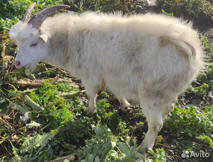 Козел зааненский