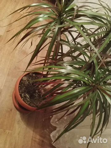 Пальма драцена