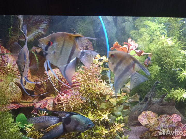 Аквариумные рыбки скалярии