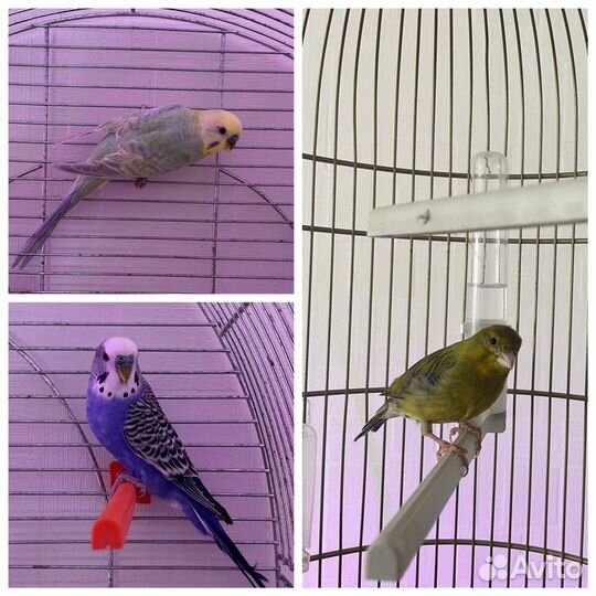 Домашняя передержка животных и птиц