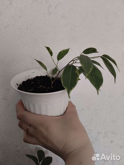 Спатифиллум, фикус