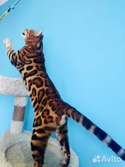 Бенгальские кошечки с прав. разведения на совладен