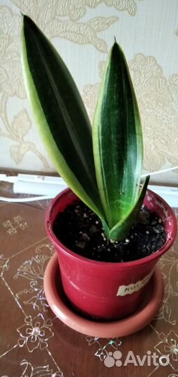 Сансевиерия