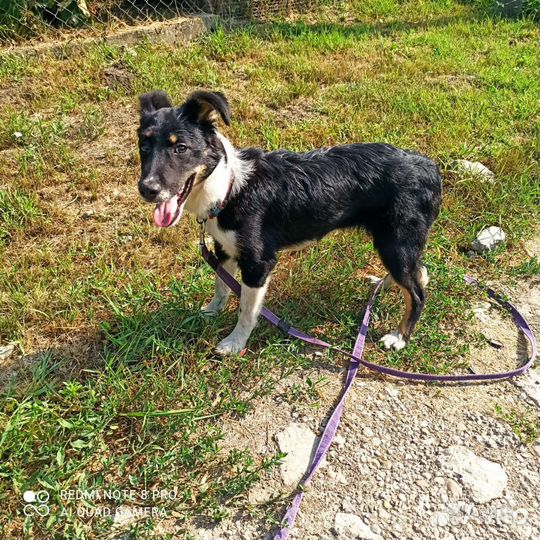 Собака Красавица Нара