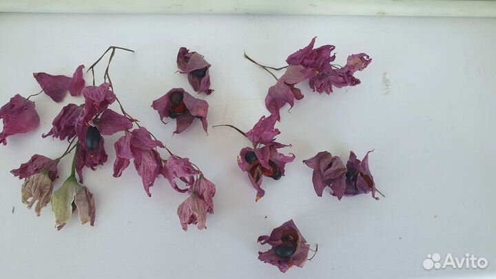 Клеродендрум семена