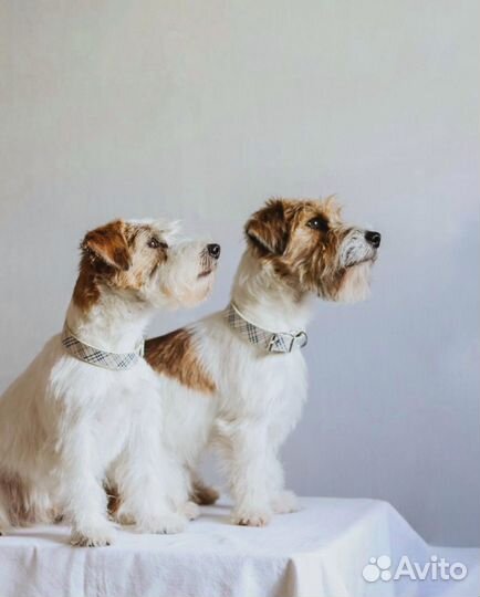 Ошейник для собак мелких, средних и крупных пород