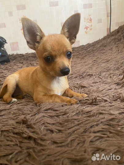 Чихуахуа девочка