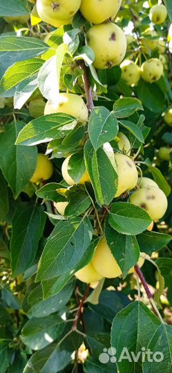 Саженцы яблонь Осеннего созревания