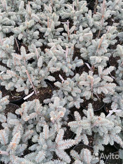 Ель Глаука Глобоза (picea pungens) с5л