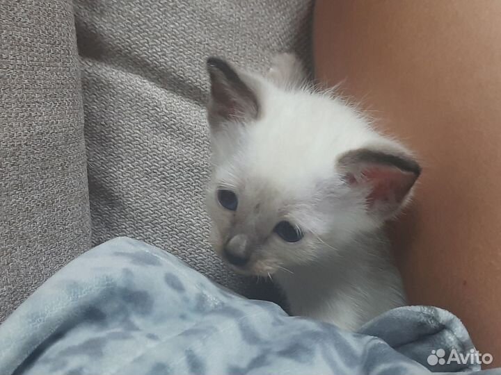 Тайские котята