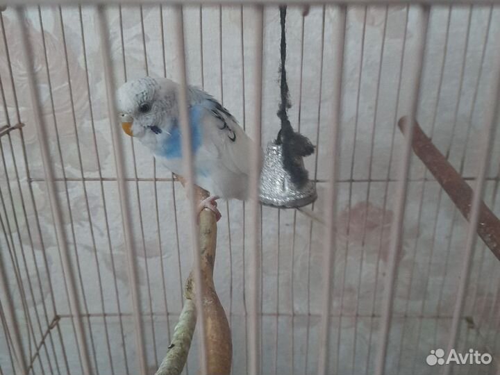 Волнистый попугай