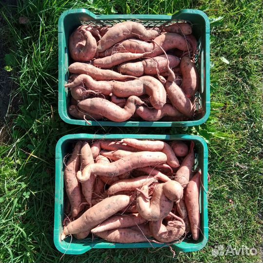 Клубни батата для разведения (сорт Борегард)