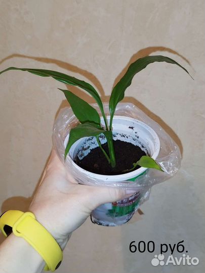 Спатифиллум Лемон Глоу (Lemon Glow)