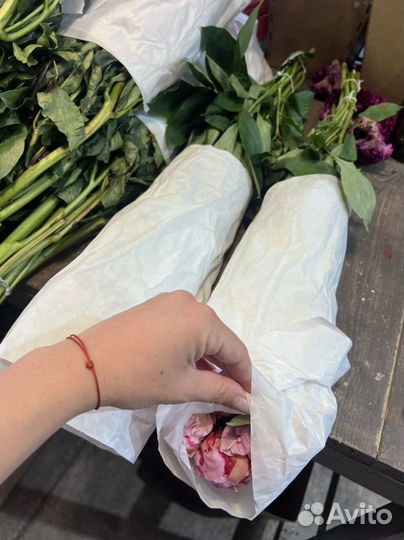 Пионы. Сара бернар. Спб. Поштучно. Самовывоз