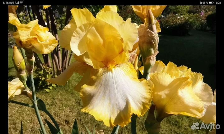 Ирисы бородатые сортовые