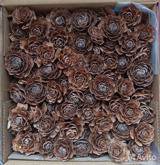 Шишки гималайского кедра, семена