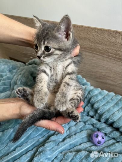 Кошечка для плюса к Вашей карме