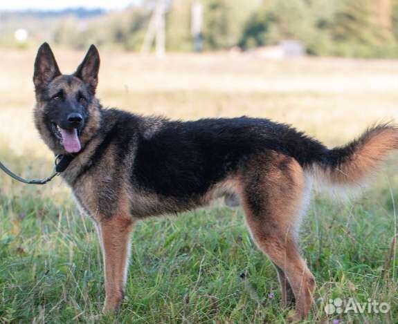 Молодой обаятельный овчар Герман. Лесной приют