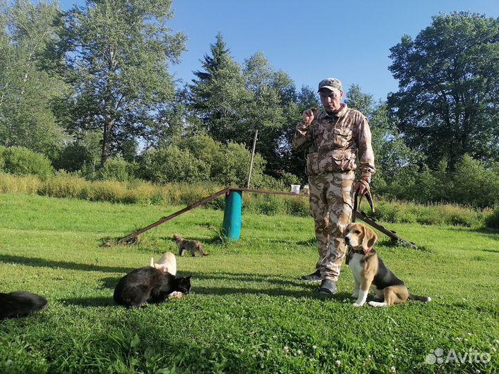 Дрессировка собак Дрессировка с проживаниеми