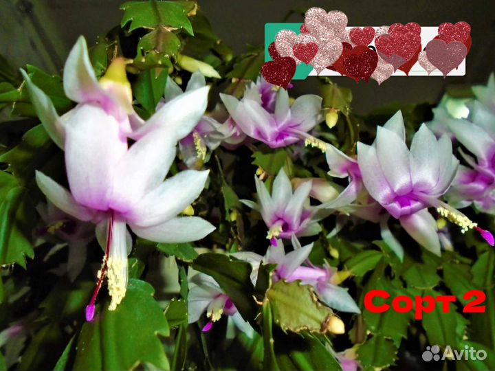 Шлюмбергеры сортовые