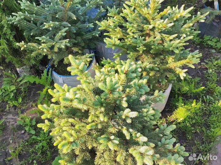 Продаю Голубые Ели