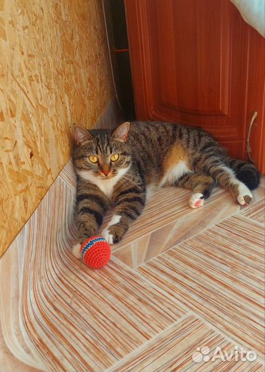 Передержка кошек и собак, выгул собак, зооняня