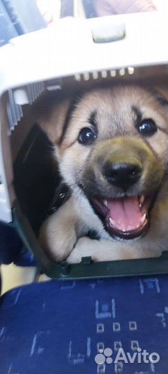 Отдадим щенка в хорошие руки