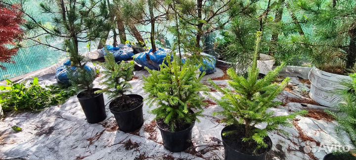 Ель сибирская (зкс)