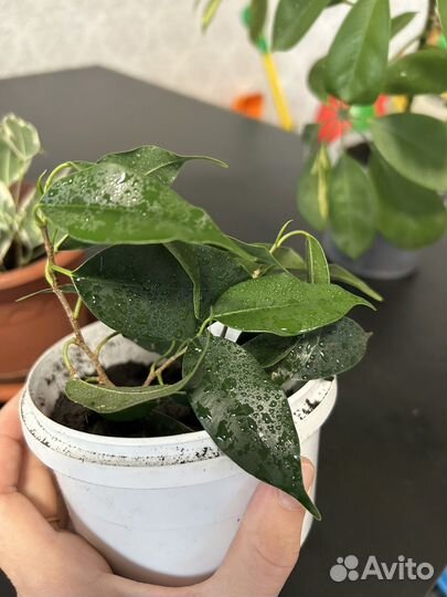 Фикус бенджамина