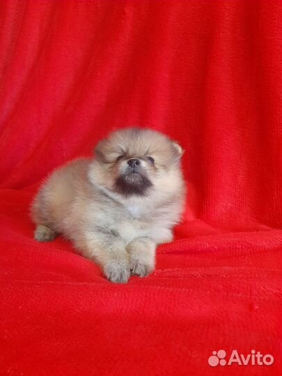 Померанский шпиц