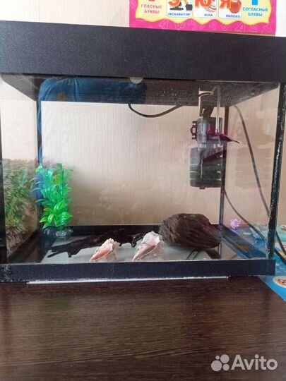Аквариум
