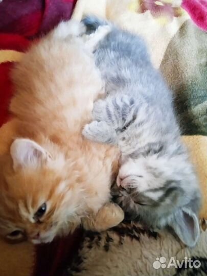 Котята Британцы
