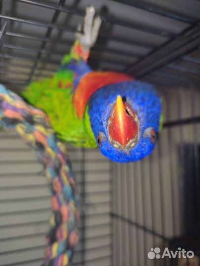 Лорикет самец