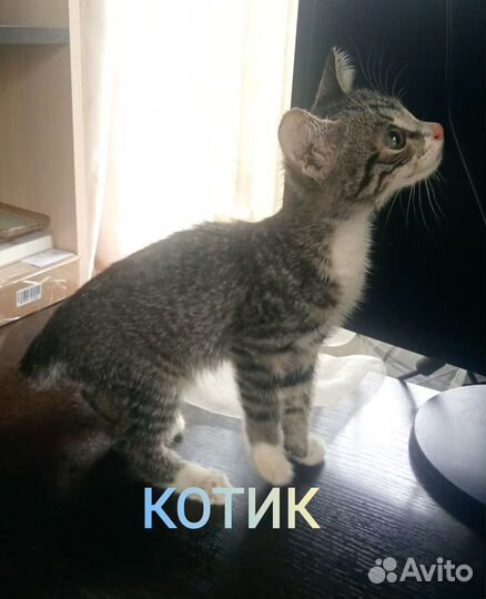 Умные котята от кошки-крысоловки