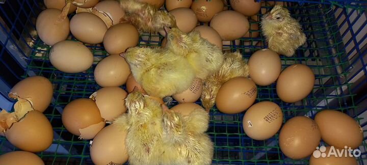 Цыплята, индюшата, бройлер,гусята,утята,мулард