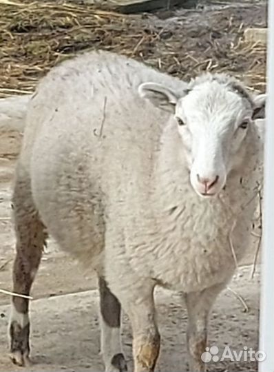 Овцы бараны