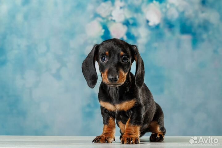 Мини таксята